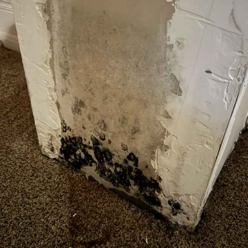 Professional Mold Removal in Angelina County, TX